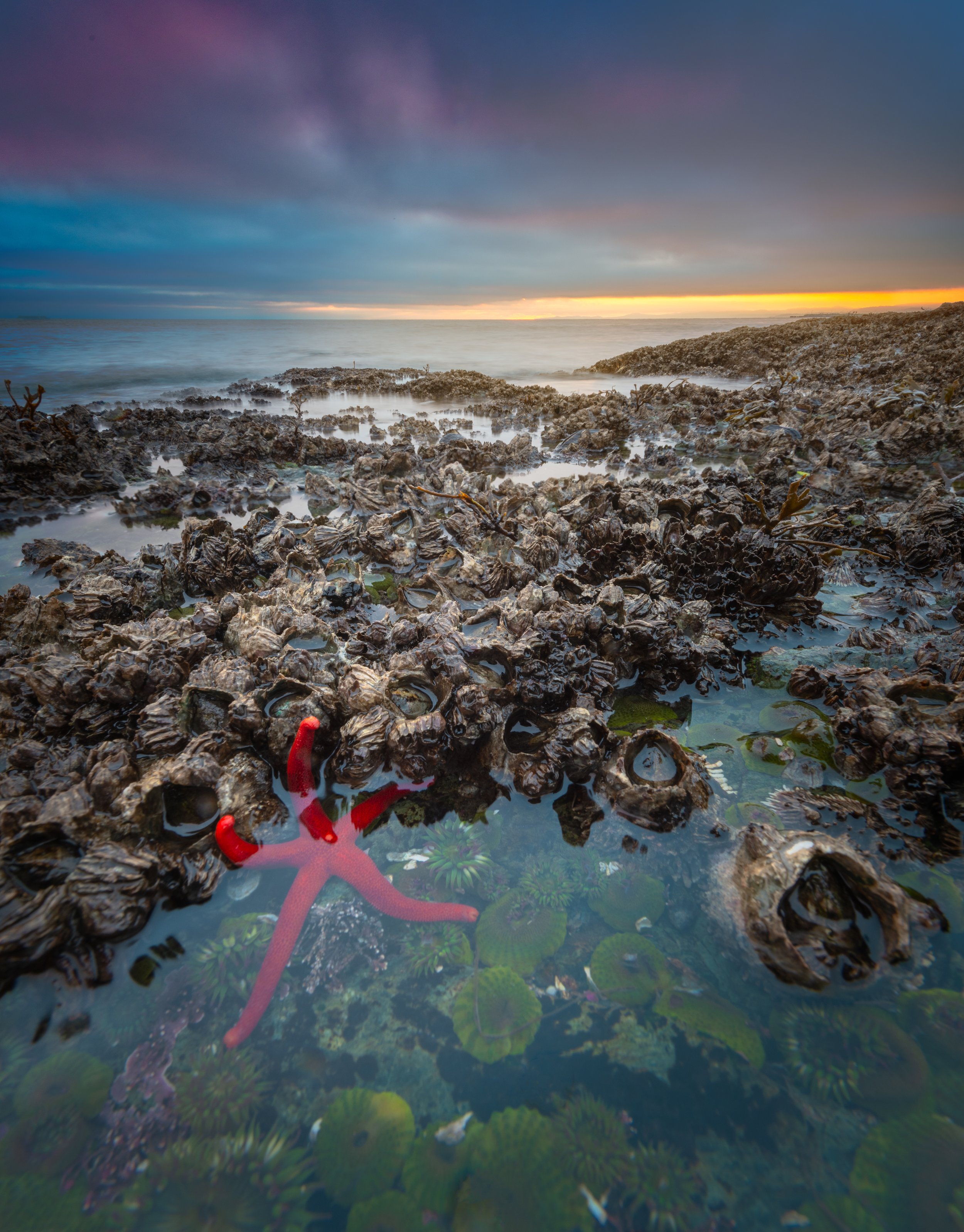 Low Tide Traveller