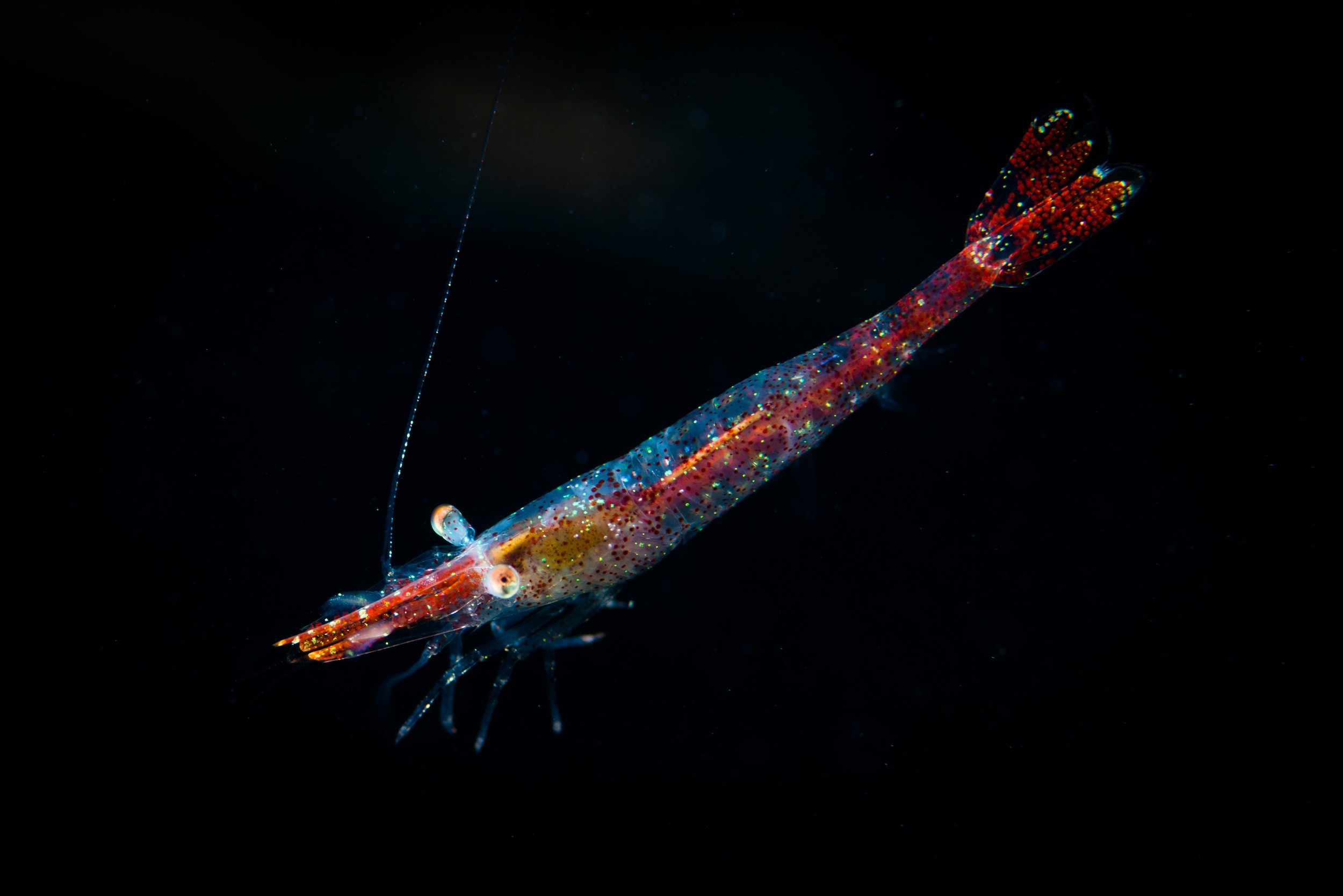 Alien Adrift