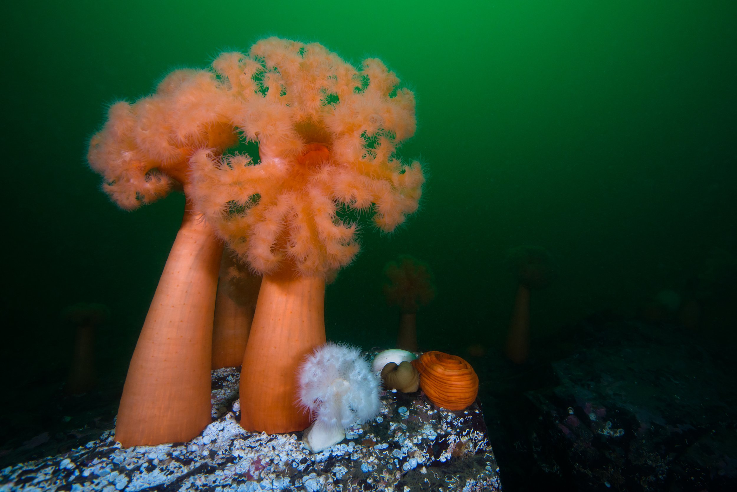 Blooming Pillars
