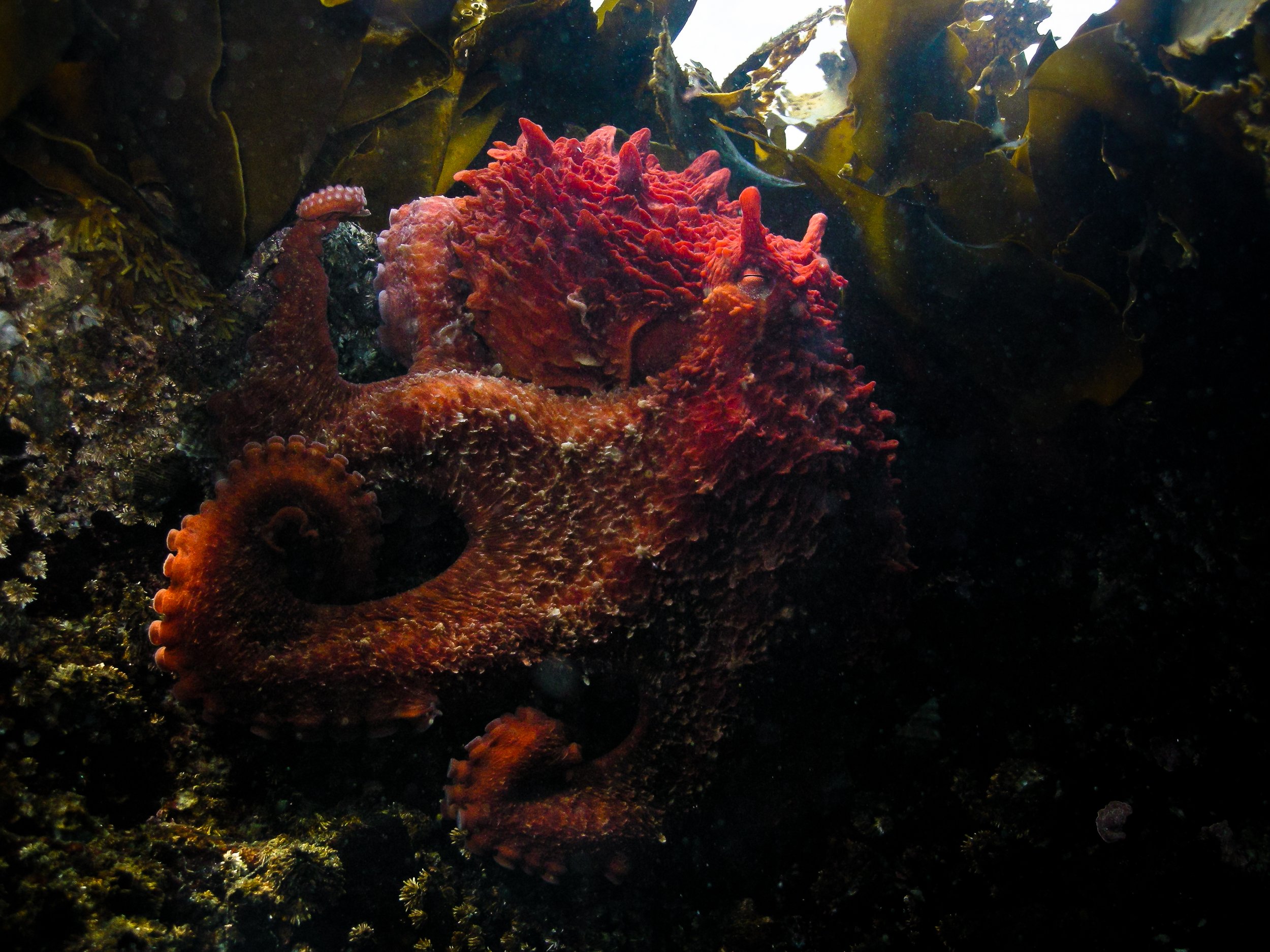 Kelp Sanctuary
