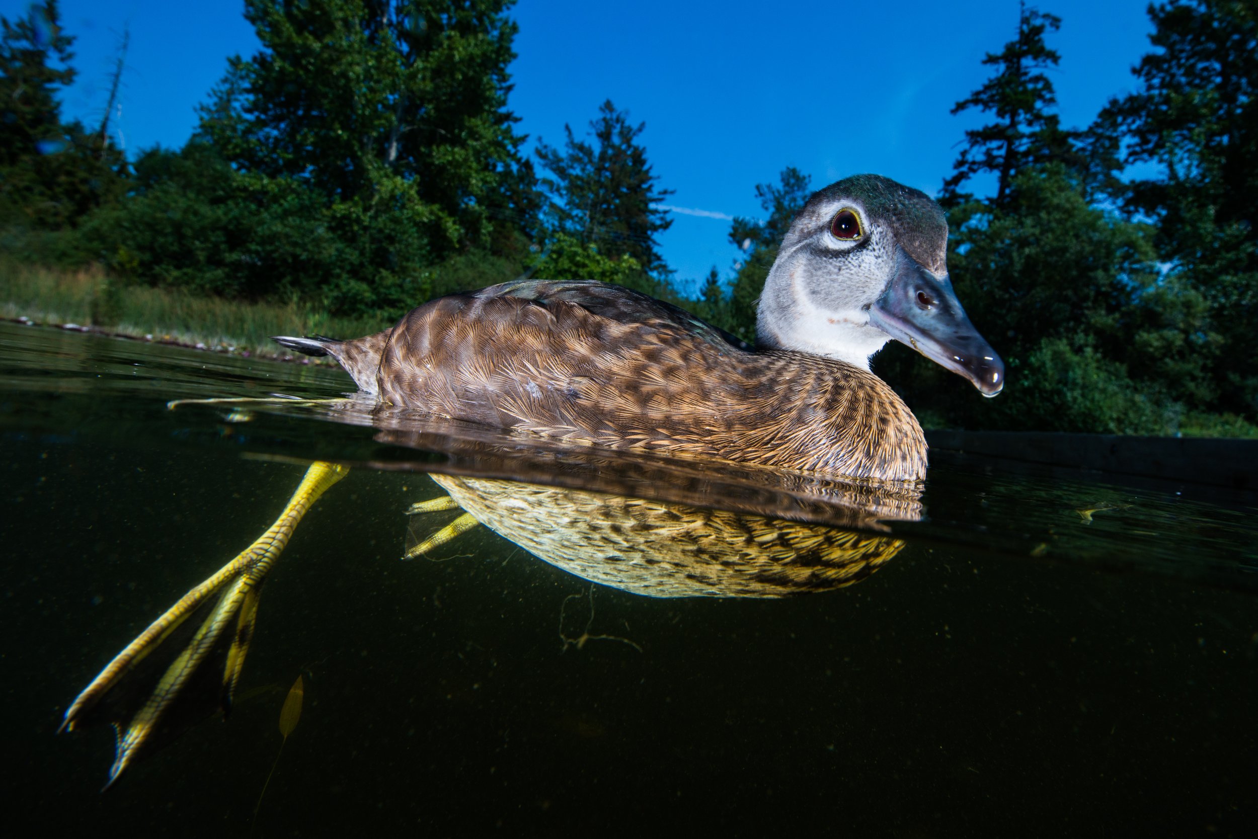 Waterline Fowl