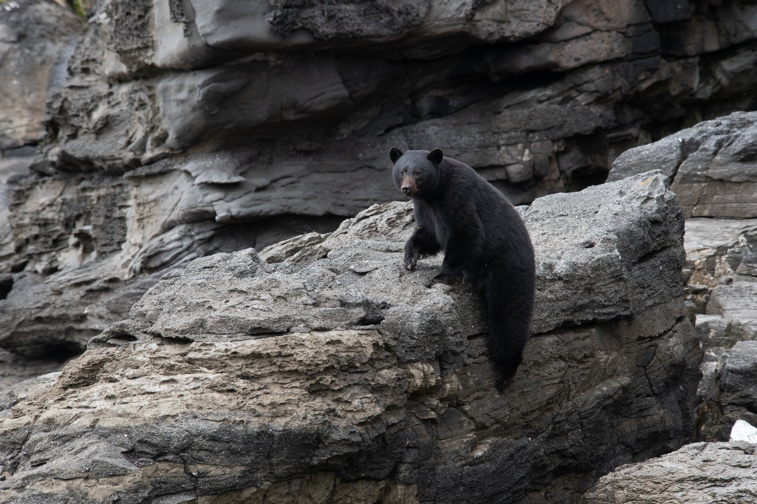 Basalt Visitor