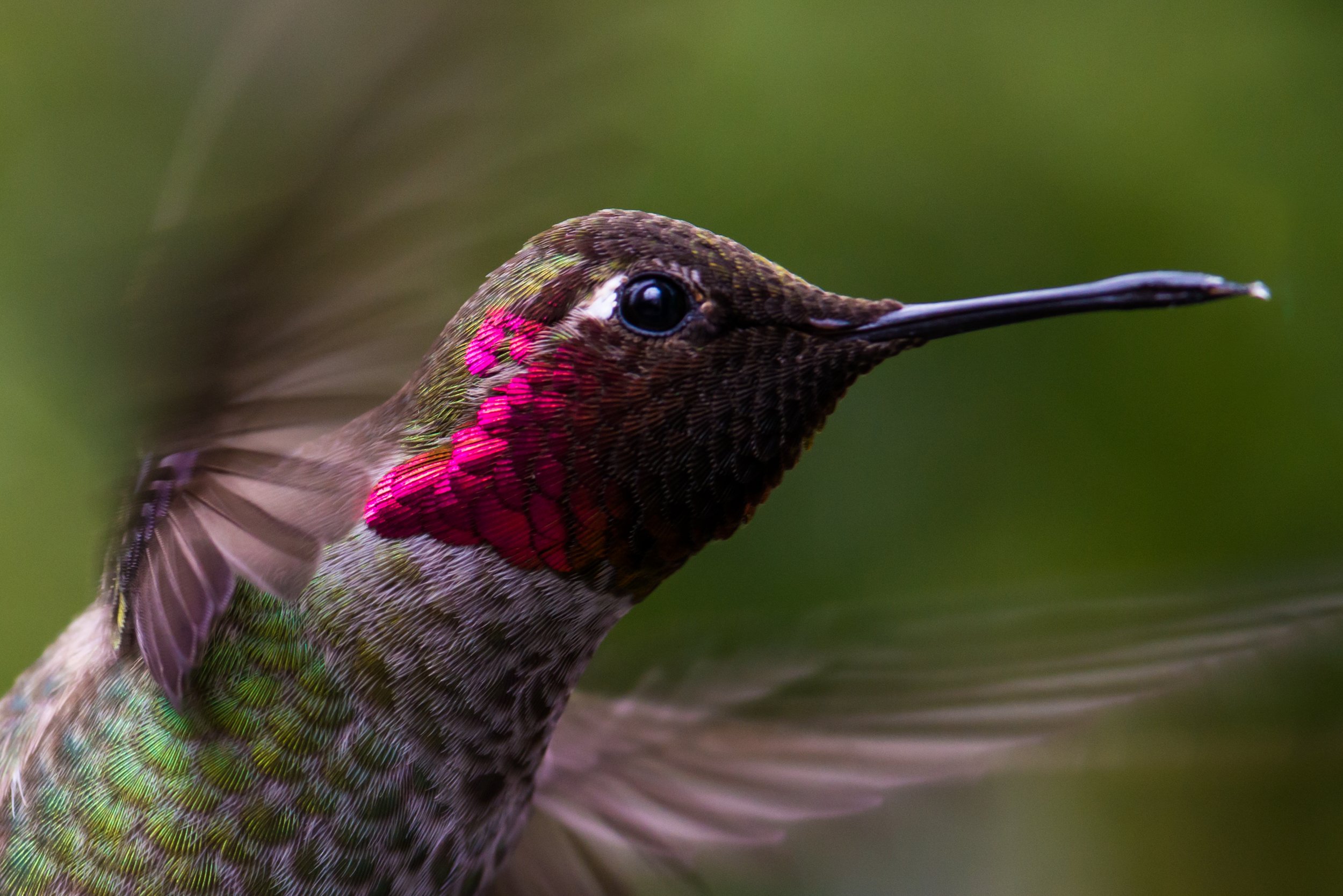 Fuchsia Flash