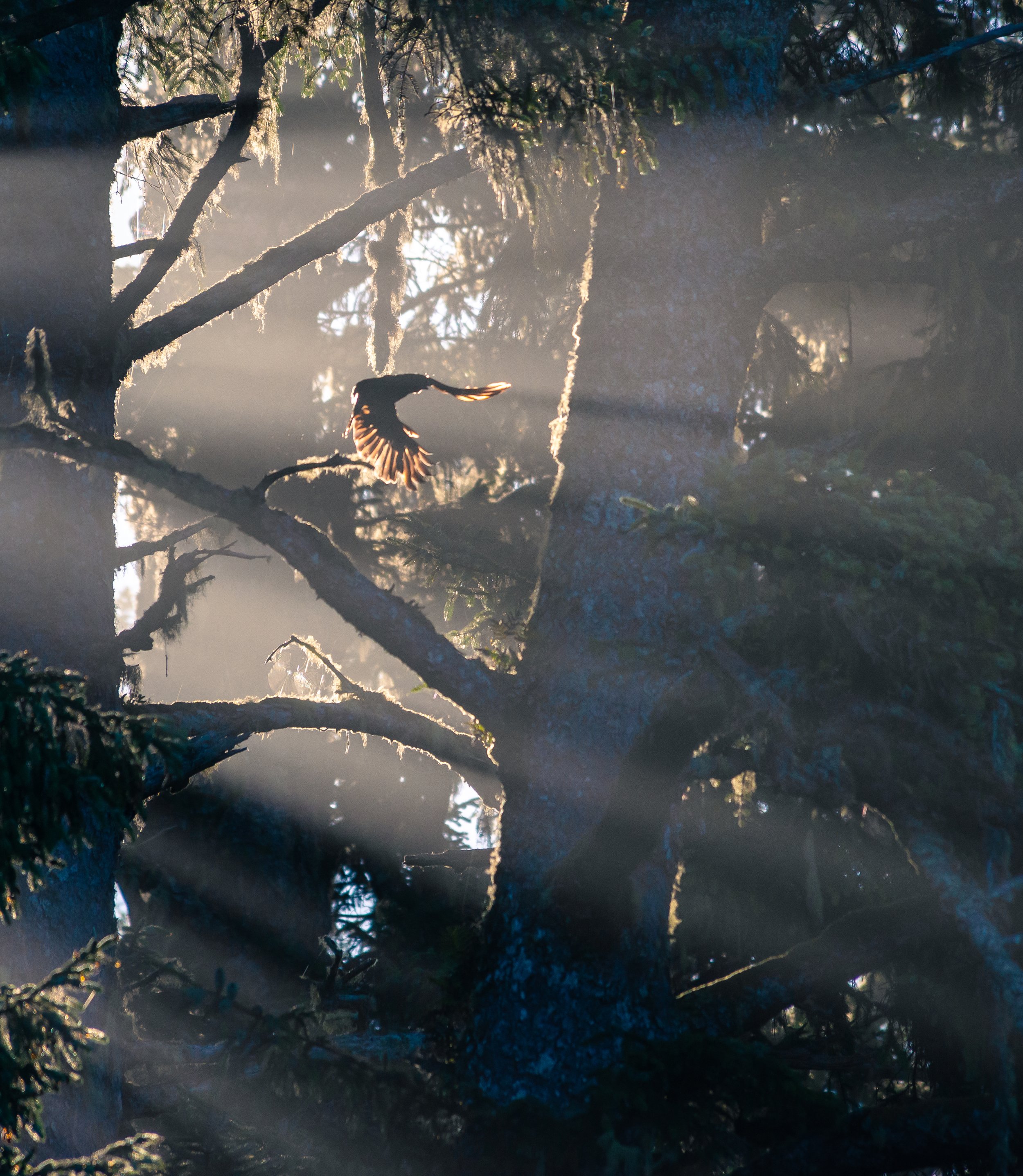 Thief of Light