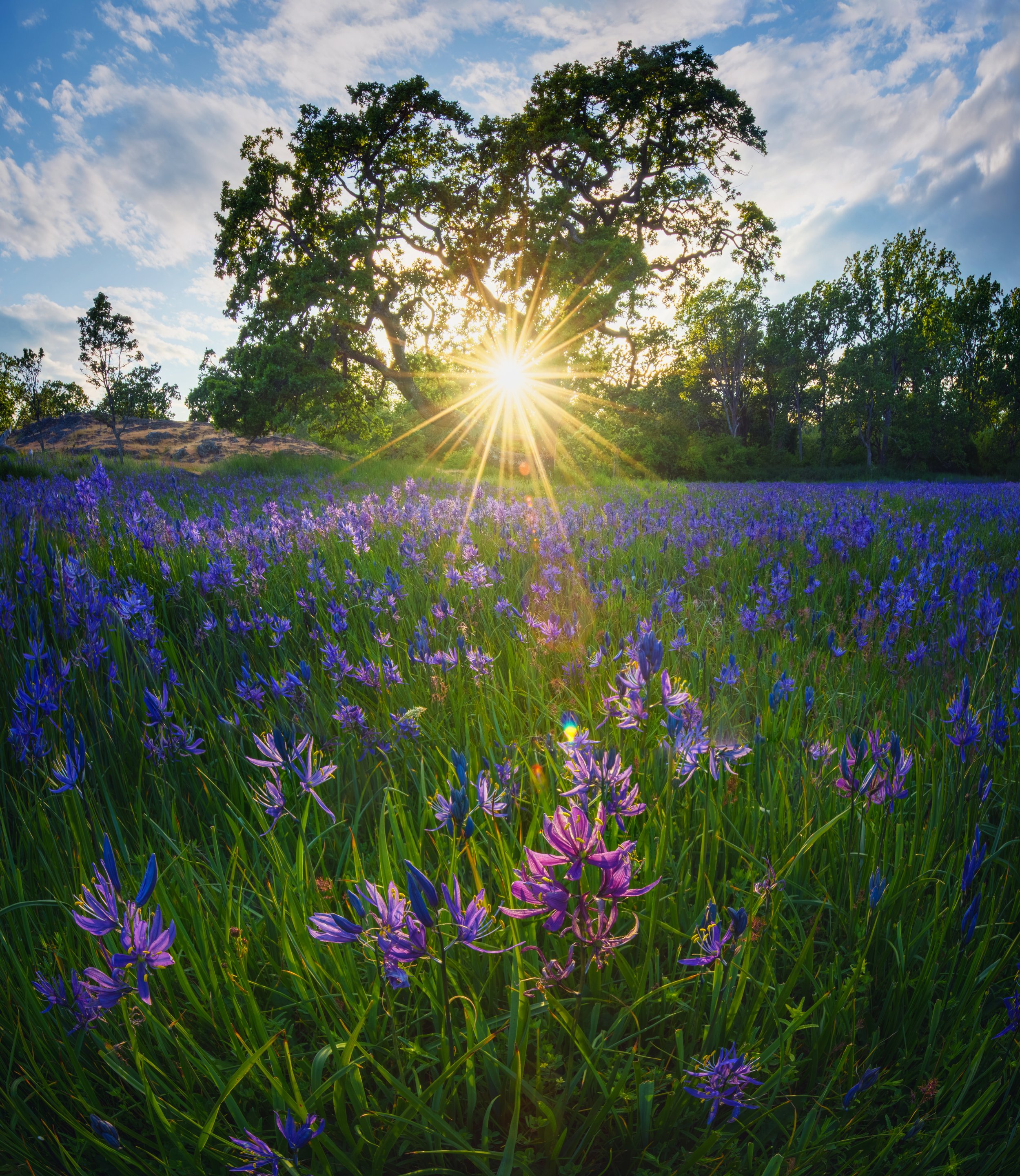 Burst Through the Oaks