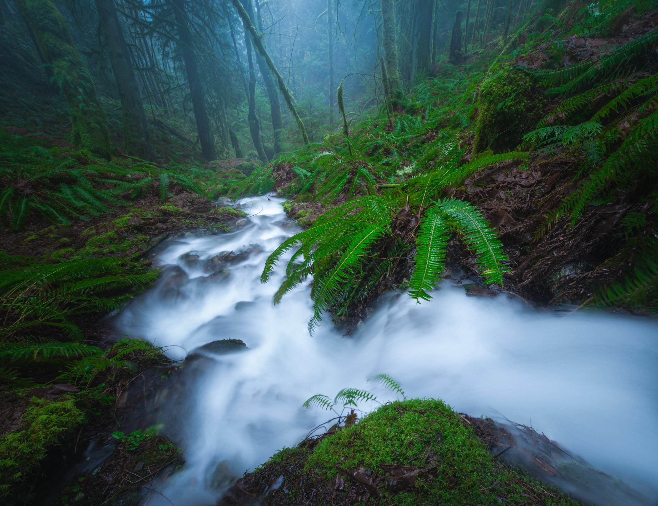 Creek in the Mist