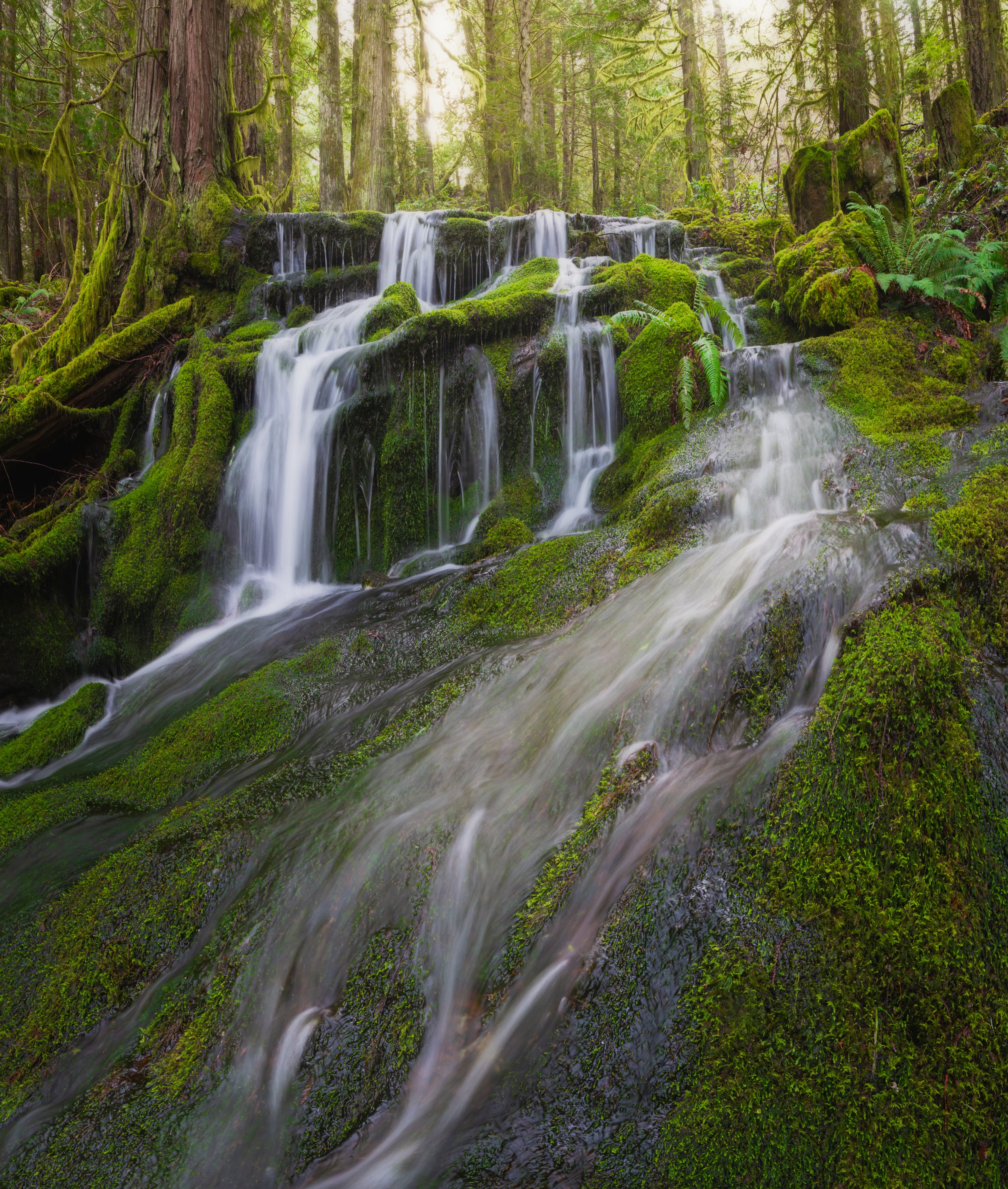 Forest Veins