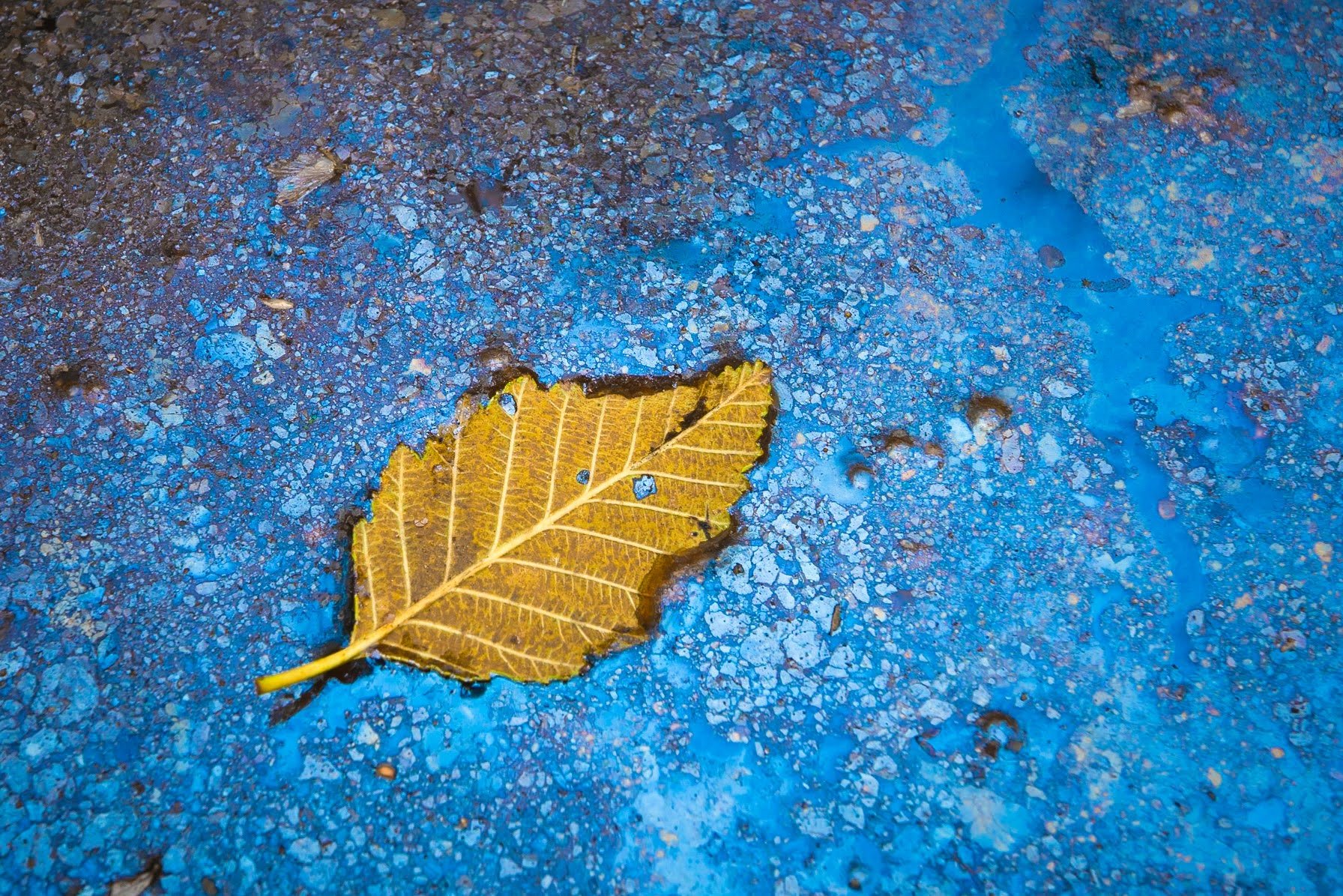Leaf in Blue Metal