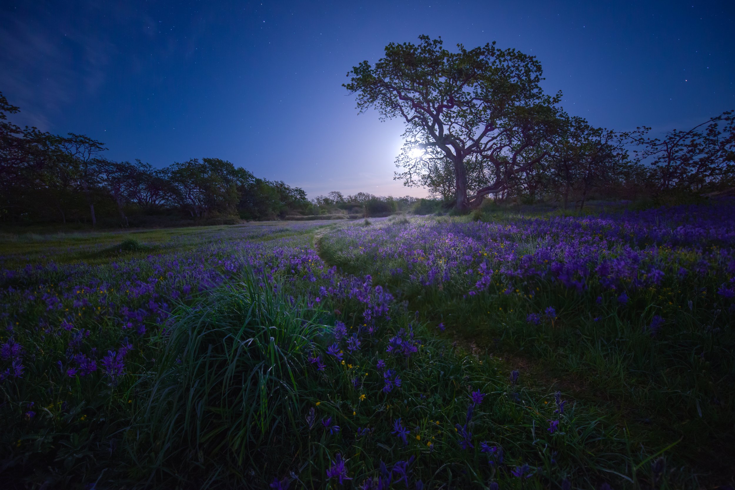 Night Bloom