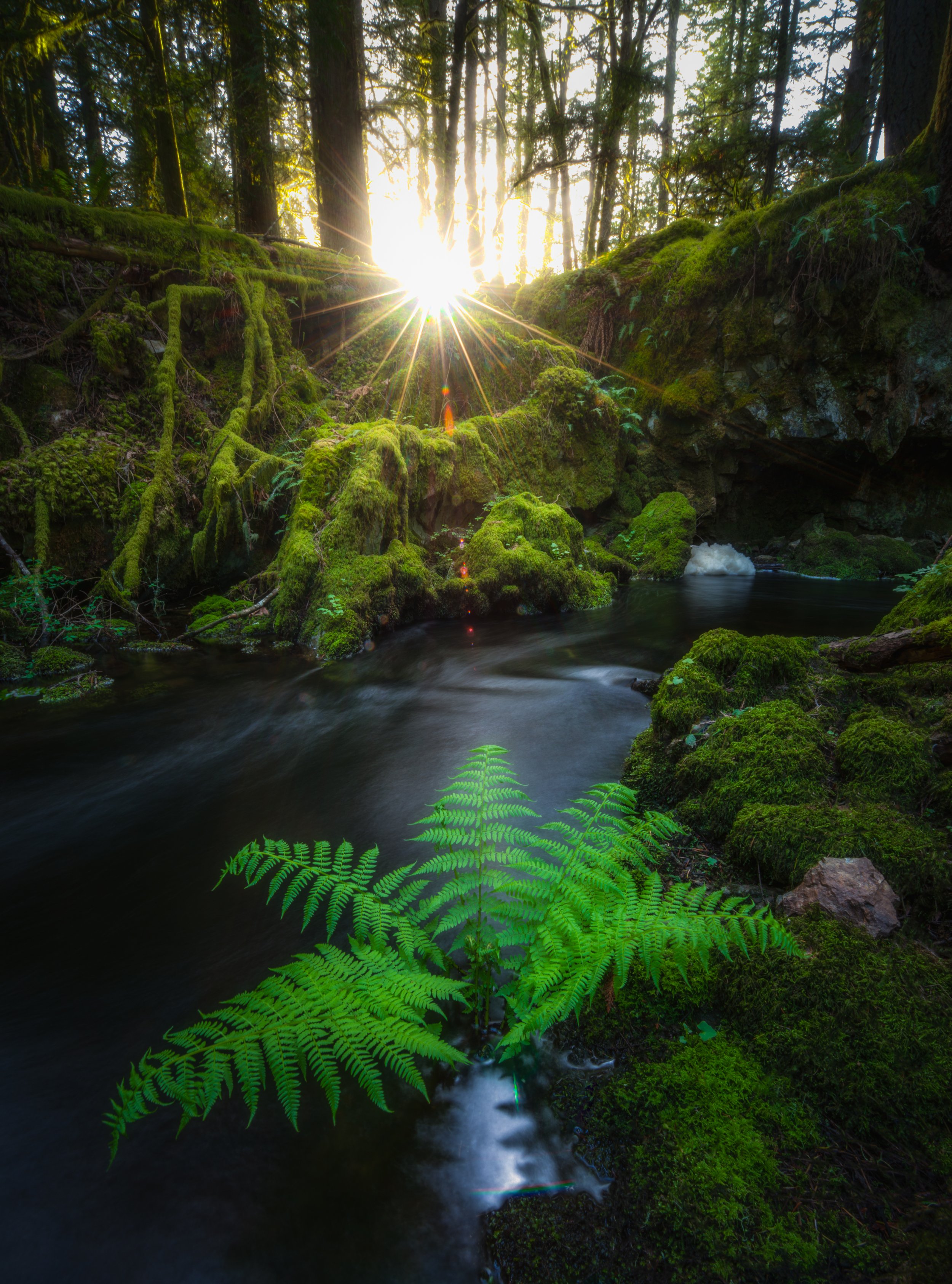 Rays of the Fern