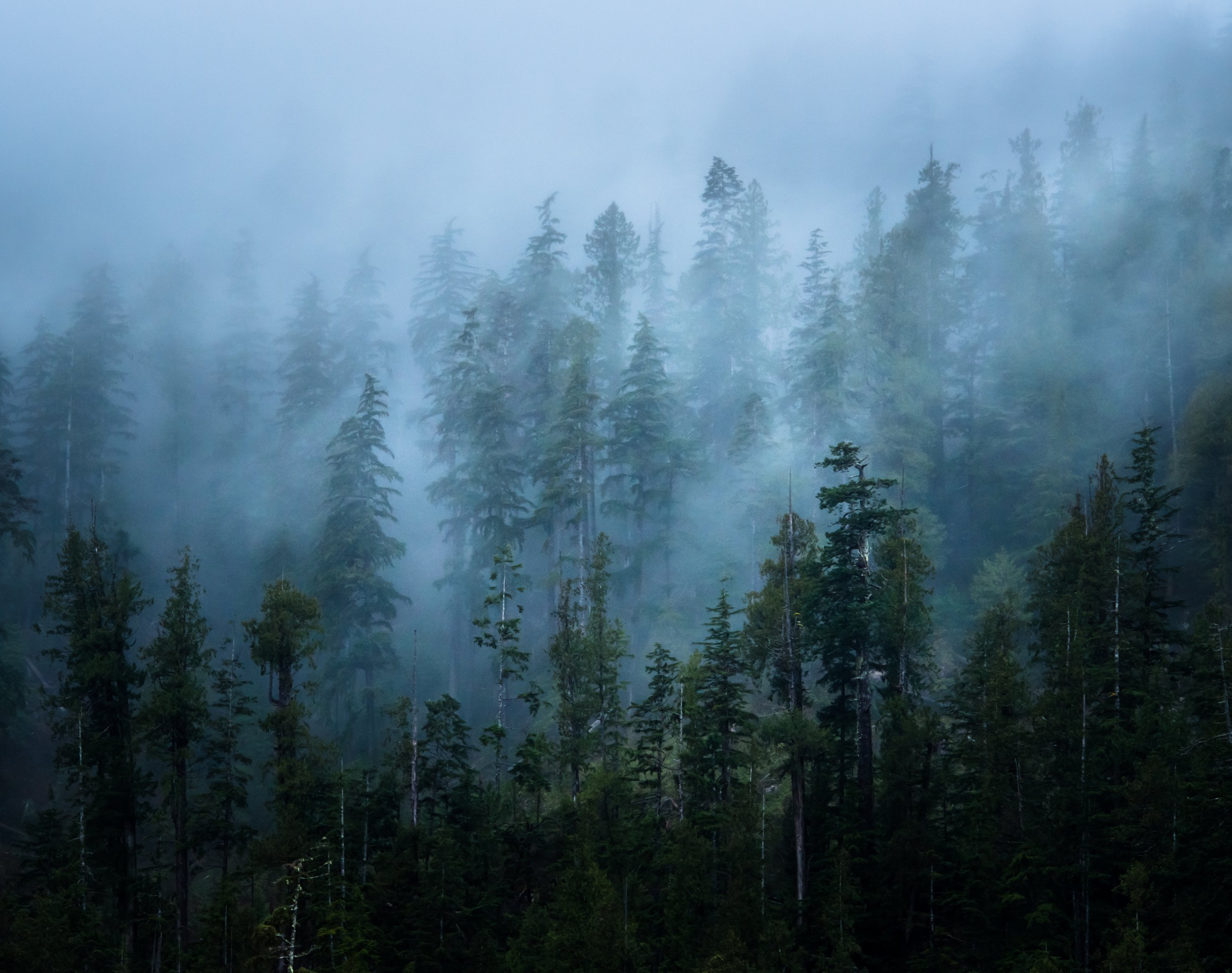 The Trees Dissolve