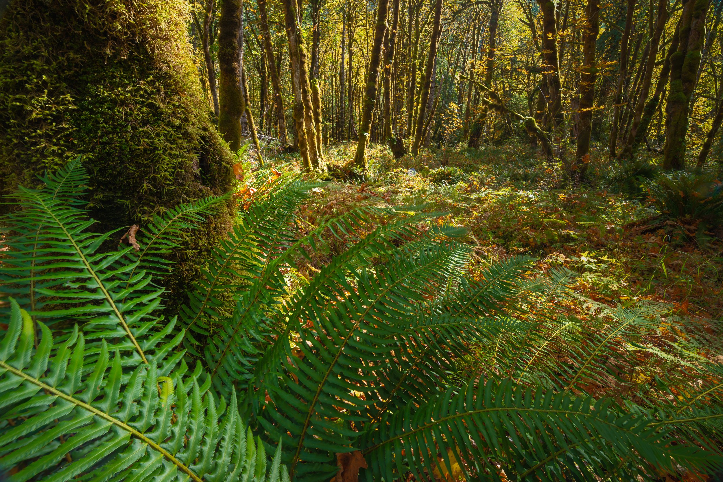 Understory of Fall