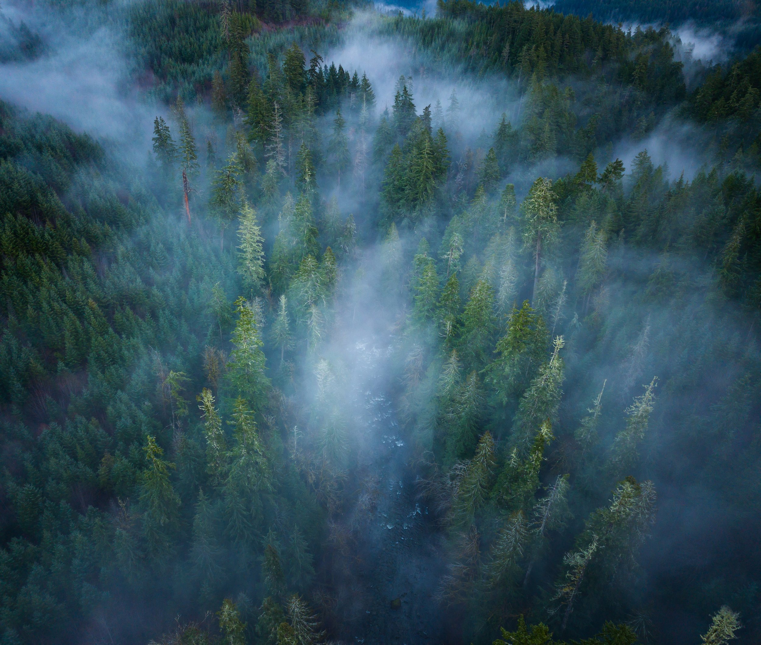 Forest Veil