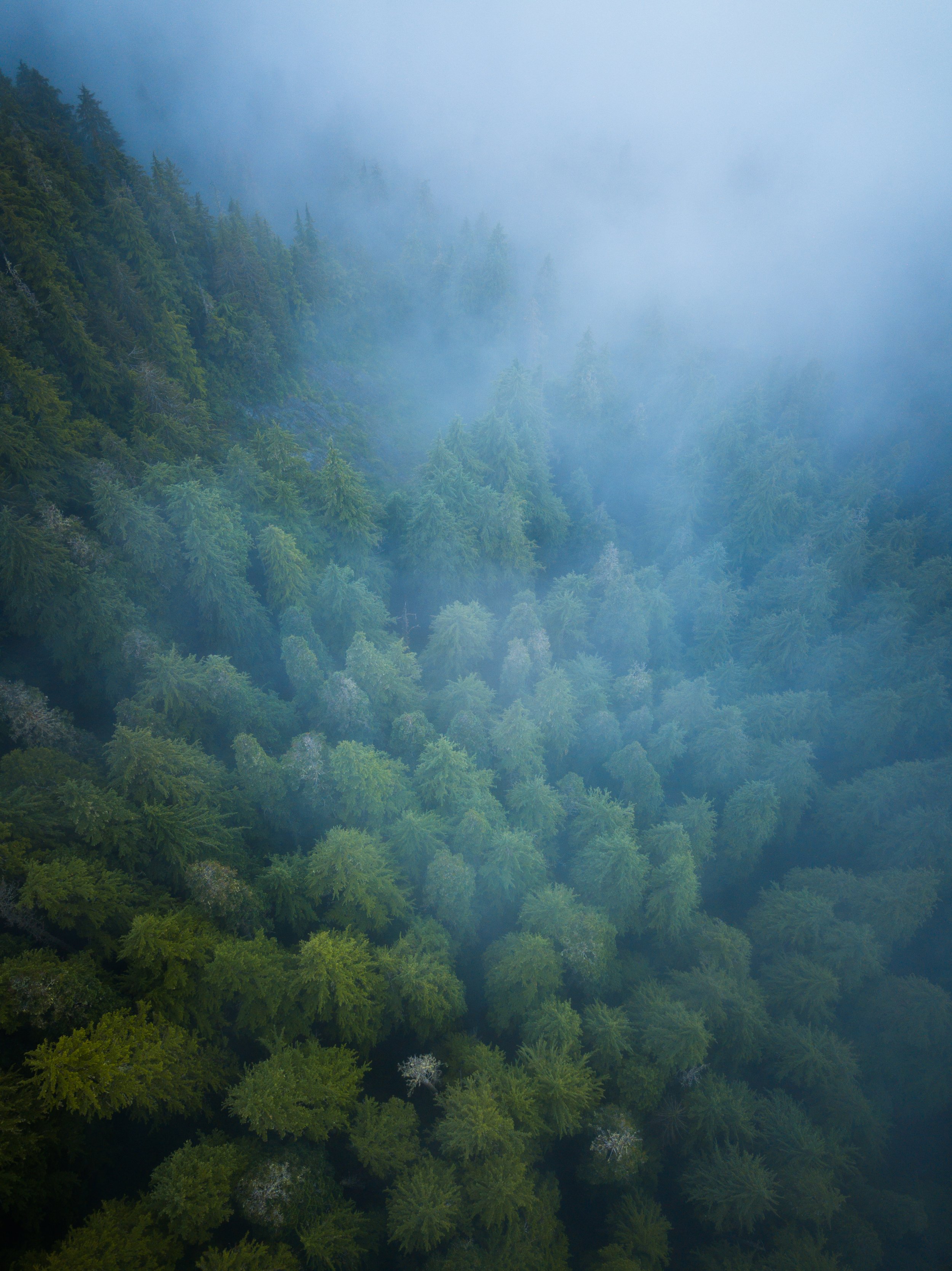 The Mist Below